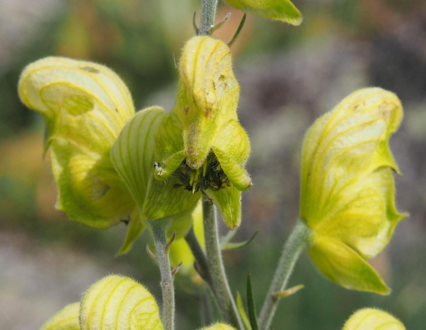 Wolfsbane, Healing flower